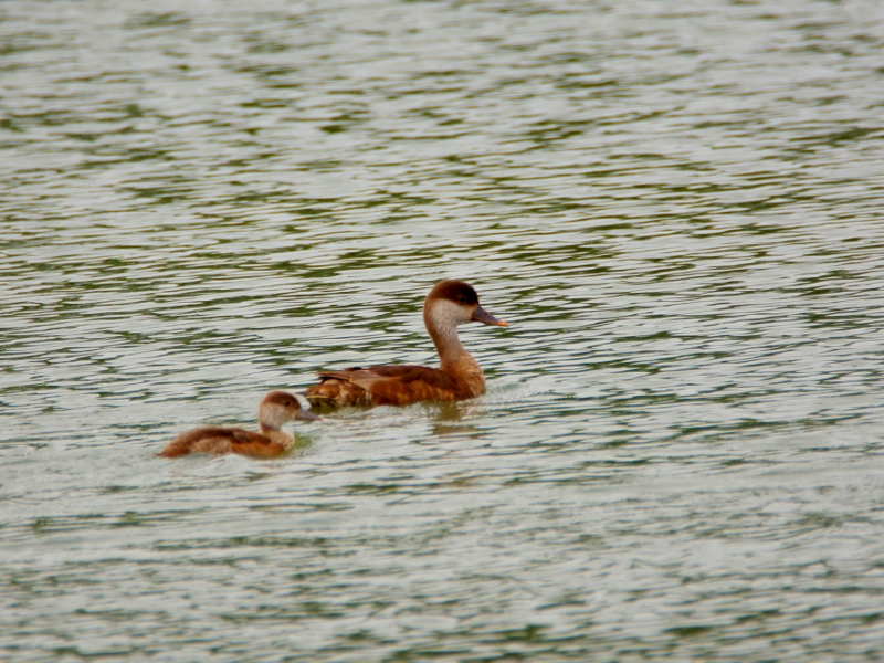 hełmiatka (♀ + subad.)