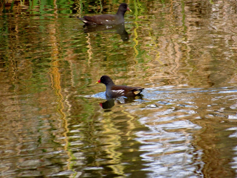 kokoszka