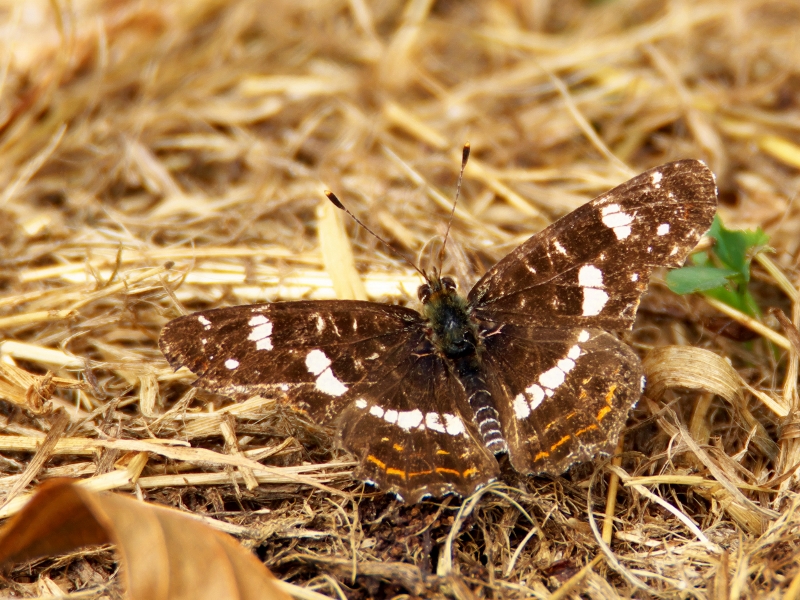 rusałka kratkowiec ♀ II