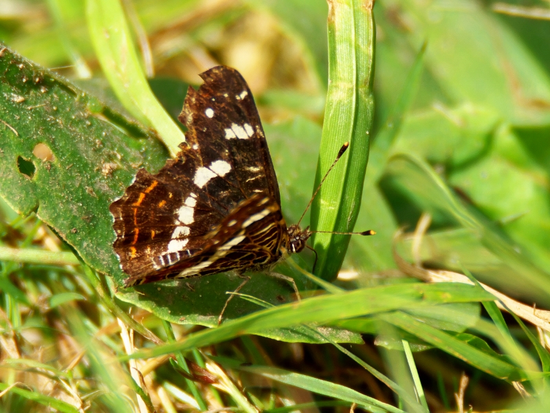 rusałka kratkowiec ♀ II