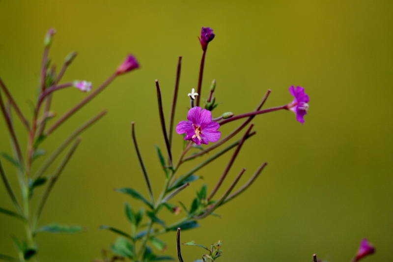 wierzbownica kosmata