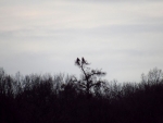 2016-01-27 Odra