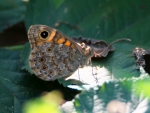 osadnik megera ♂