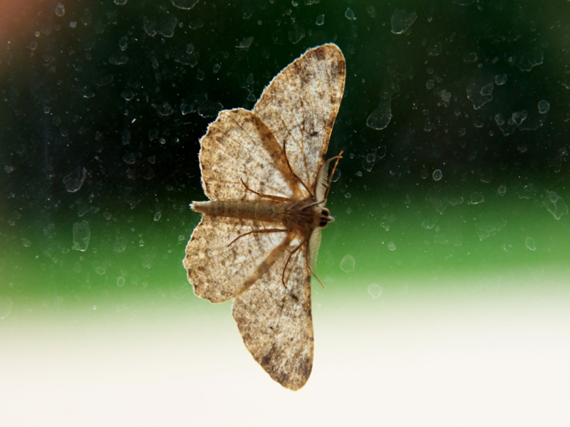 Peribatodes rhomboidaria