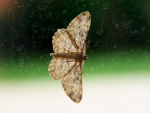 Peribatodes rhomboidaria