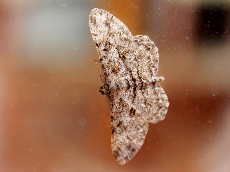 Peribatodes rhomboidaria