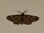 Peribatodes rhomboidaria