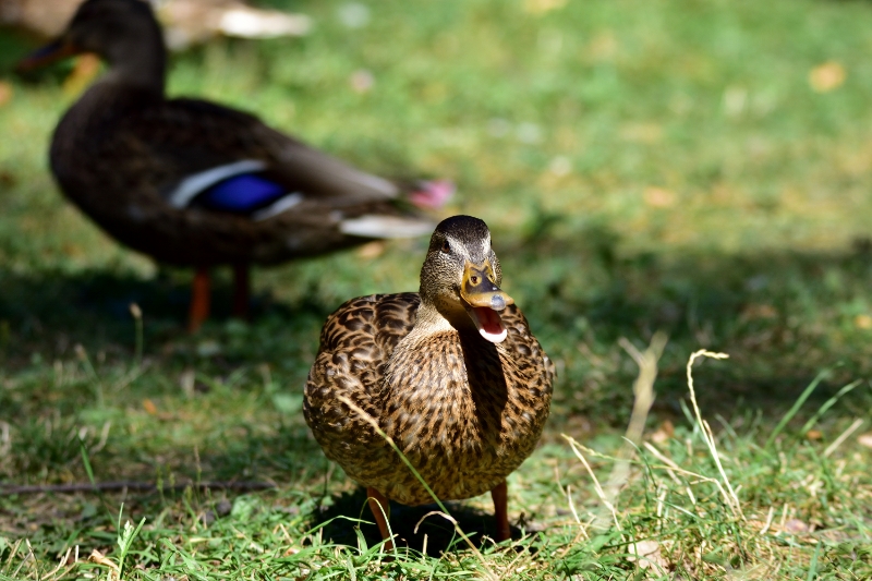 krzyżówka ♀