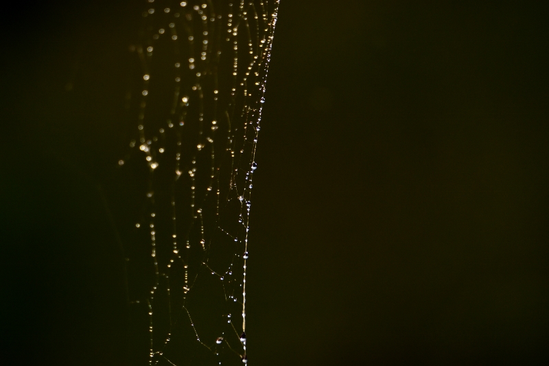 2016-09-04 fot_010 (800x533)