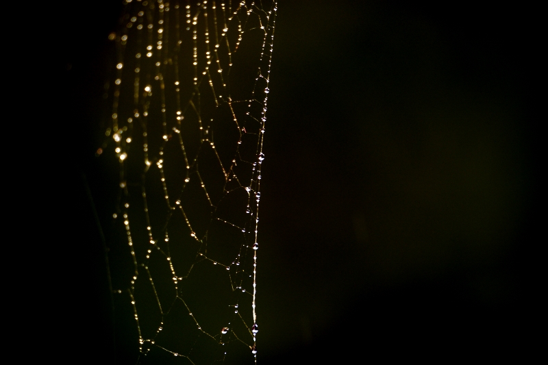 2016-09-04 fot_014 (800x533)