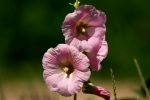 malwa różowa (ogrodowa)